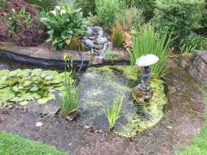 Pond service